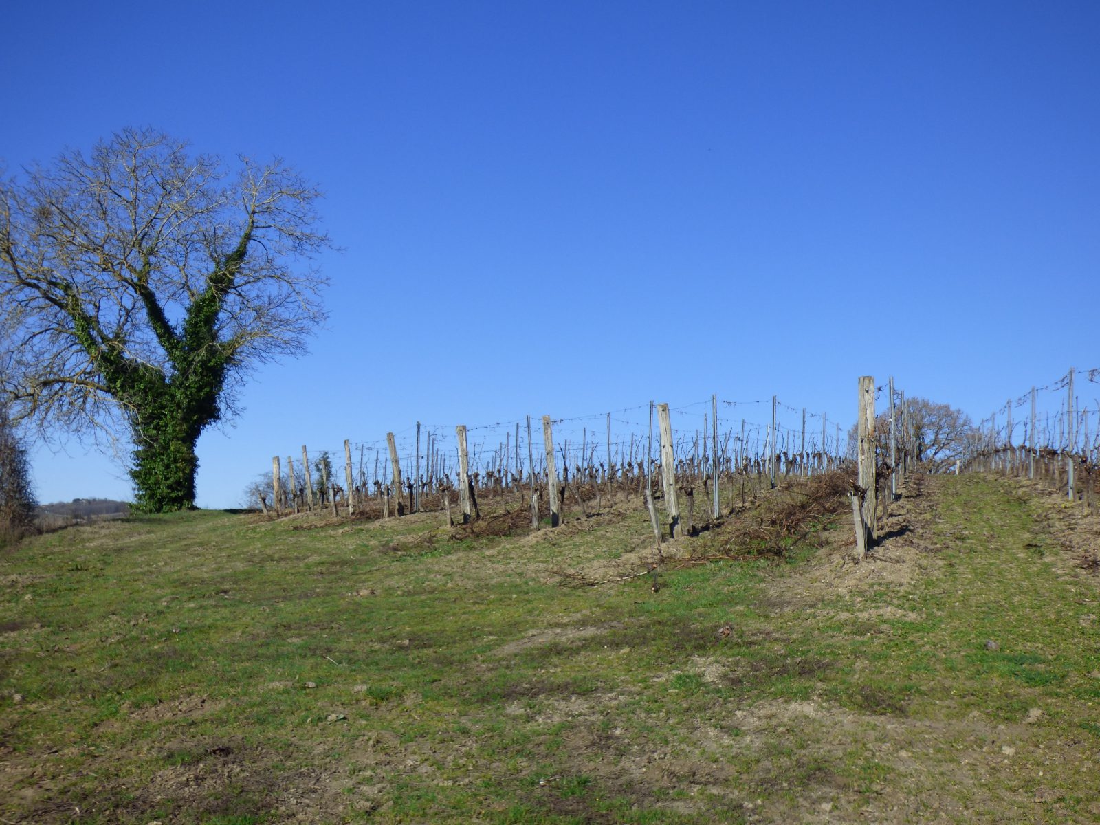 Œnorando® commentée : La Ronde des vignerons depuis le Domaine du Moulin