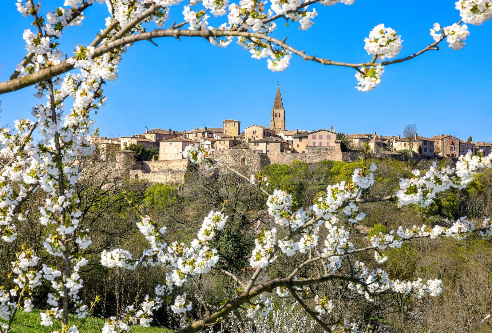 Conservatoire départemental d’espèces fruitières et vignes anciennes